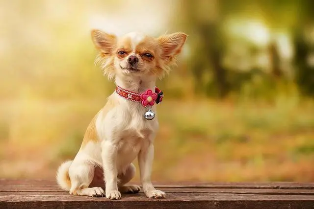 Alt view image 3 of 7 - Dog Collar with Bell, Pink Girl Puppy Leash Nylon Small Dog Collars Bell | Leash for Small Dogs, Kitten Collar Adjustable For XXS XS S Tiny Little Puppies Animals