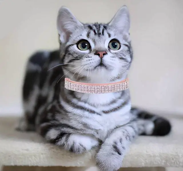 Alt view image 5 of 6 - THAIN Rhinestones Cat Dog Collar Soft Velvet Safe Adjustable Collar Bling Diamante with Bells, 8-11 inch for Small Dogs and Cats (Pink)