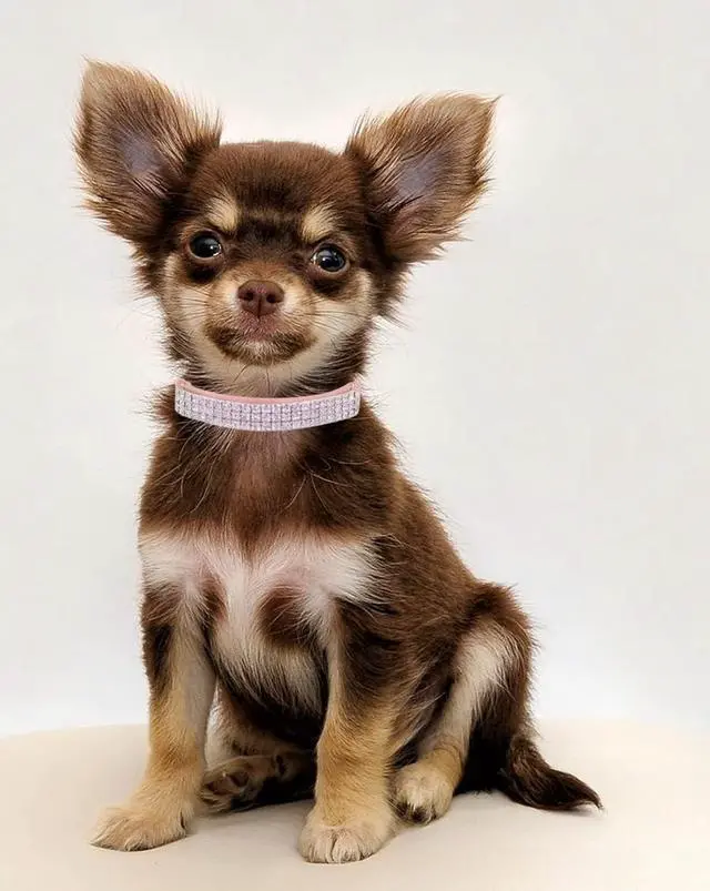 Alt view image 6 of 6 - THAIN Rhinestones Cat Dog Collar Soft Velvet Safe Adjustable Collar Bling Diamante with Bells, 8-11 inch for Small Dogs and Cats (Pink)