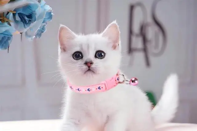 Alt view image 6 of 7 - Kitten Collar with Bell, 2-Pack Basic Red Puppy Collar with Bells for XXS Xs Small Pet Dogs Boy Tiny Cats Girls Animal