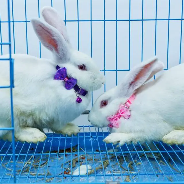 Alt view image 3 of 6 - 3 Pcs Rabbit Adjustable Collars with Bell, Guinea Pig Bow-Knot Cute Collar, Small Animal Exercise and Interaction Accessories (Colors May Vary)