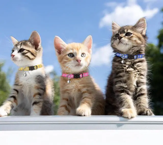 Alt view image 2 of 7 - 16 PCS Breakaway Cat Collars with Bells Reflective Cat Collar Safety Nylon Kitten Collars Cat Collars for Girl Boy Cats(6"-9")