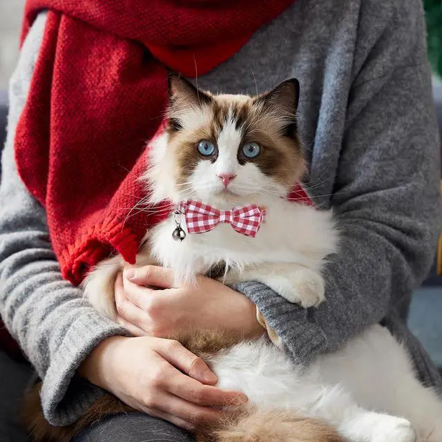 Alt view image 3 of 7 - 2 Pcs Red Cat Collar for Boy Girl Cats Breakaway Cat Collars with Bell Cute Christmas Kitten Bow Tie Collar Adjustable Small Puppy Safety Collar Solid Color Plaid Pet Collar
