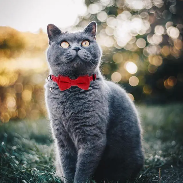 Alt view image 4 of 7 - 2 Pcs Red Cat Collar for Boy Girl Cats Breakaway Cat Collars with Bell Cute Christmas Kitten Bow Tie Collar Adjustable Small Puppy Safety Collar Solid Color Plaid Pet Collar