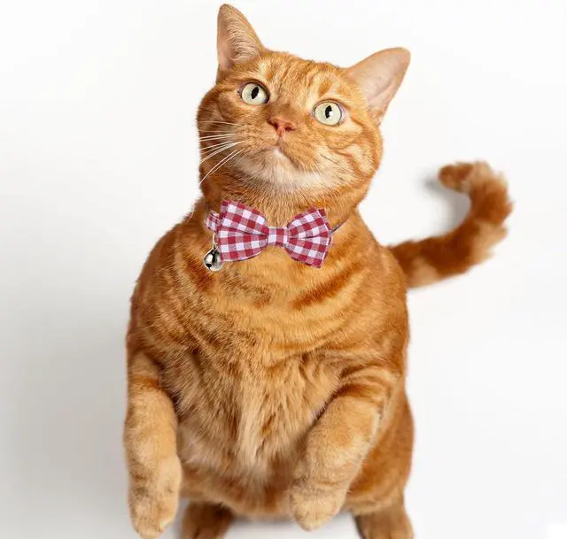 Alt view image 6 of 7 - 2 Pcs Red Cat Collar for Boy Girl Cats Breakaway Cat Collars with Bell Cute Christmas Kitten Bow Tie Collar Adjustable Small Puppy Safety Collar Solid Color Plaid Pet Collar
