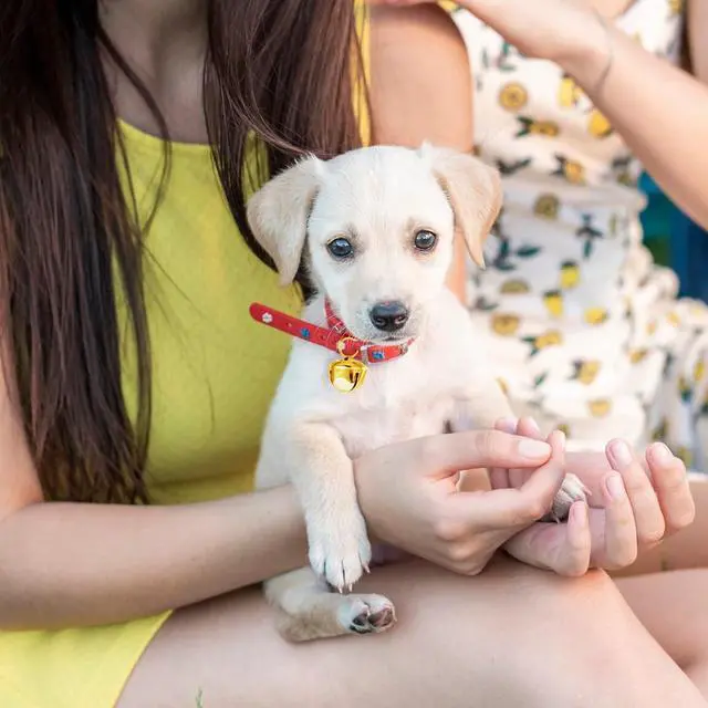 Alt view image 7 of 7 - Xthrotsenk 2 Pcs Gold Large Dog Bells 1.18'' Dog Collar Loud Bells Cat Bell Collars Handmade Metal Puppy Hanging Ring Bell with Ring Pet Pendant Accessories for Dogs Cat Pet