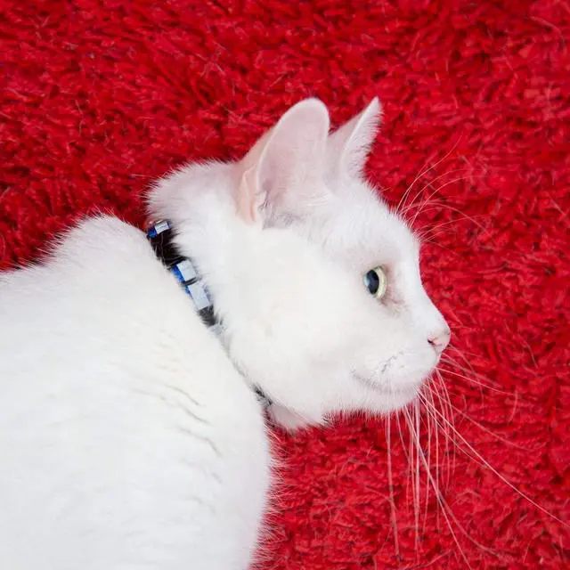 Alt view image 6 of 7 - Reflective Cat Collar with Bell, Set of 6, Solid & Safe Collars for Cats, Nylon, Mixed Colors, Pet Collar, Breakaway Cat Collar