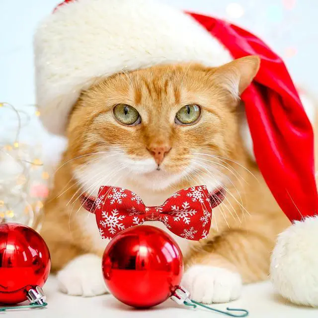 Alt view image 4 of 7 - 2 Pack Christmas Cat Collar with Bow Tie and Bell, Kitty Kitten Santa Claus and Holiday Snowflake Collar for Boys and Girls