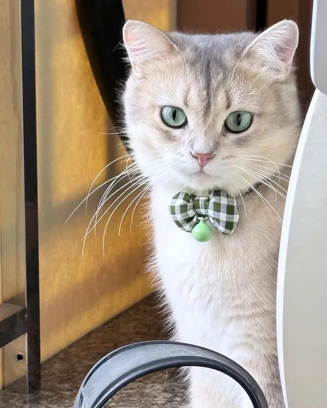 Alt view image 5 of 5 - 2 Pack Soft Breakaway Safety Cat CollarKitten Collar with Bell and Bow Tie,Adjustable Breakaway Cotton Collar for Kitty and Puppy (Plaid-Yellow Green)