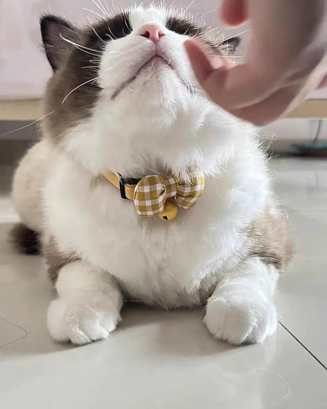 Alt view image 4 of 5 - 2 Pack Soft Breakaway Safety Cat CollarKitten Collar with Bell and Bow Tie,Adjustable Breakaway Cotton Collar for Kitty and Puppy (Plaid-Yellow Green)