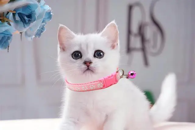 Alt view image 2 of 6 - Orange XXS Dog Collar, 2-Pack Reflective Dog Collars with Bell Girl Cat Collar with Bells Female Puppy Collars with Bell for XXS XS Tiny Little Kitten Pet,Neck 7-12 Inch
