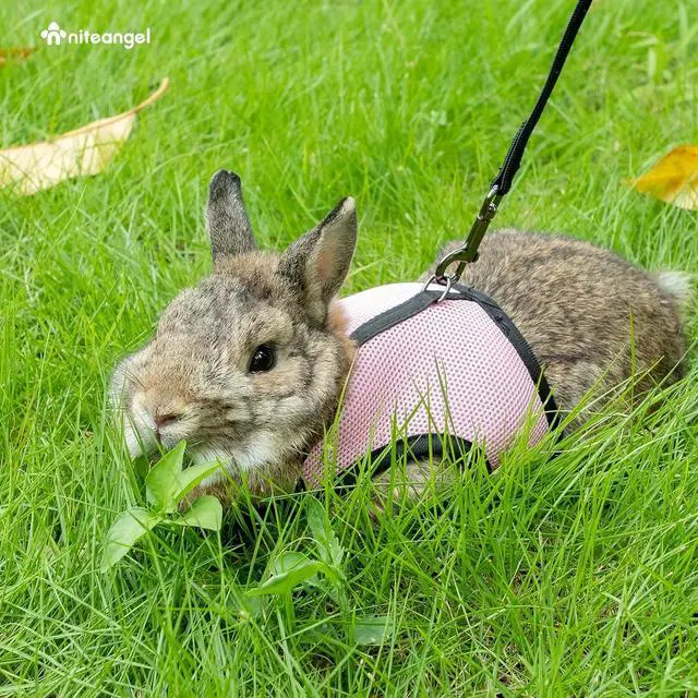 Alt view image 5 of 6 - Niteangel Adjustable Soft Harness with Elastic Leash for Rabbits (L, Pink)
