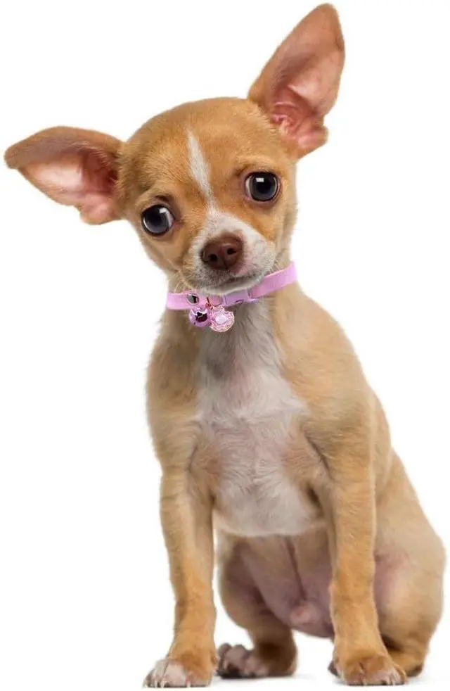 Alt view image 2 of 6 - XXS Dog Collar with Bell Pretty Girl Kitten Collar with Bells, Pink | Pretty Pendant, Removed Bell, Soft Suede, Durable, For XXS Xs Tiny Pet Little Female Dogs & Cats, No leash attachment loop
