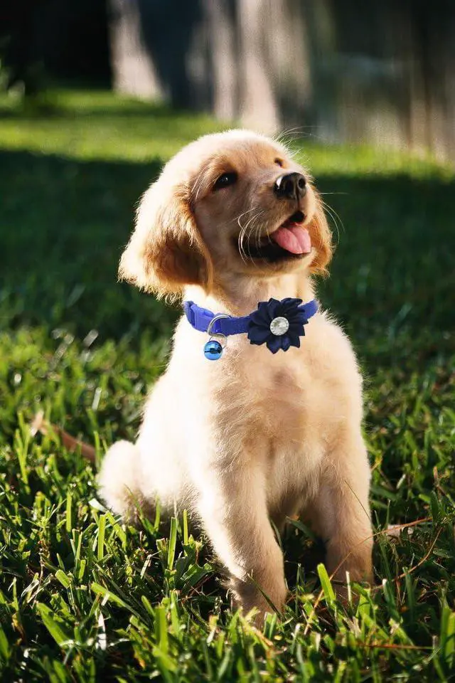 Alt view image 4 of 6 - Blue Small Dog Collar with Bell 2-Pack Bow Tie Puppy Collar with Bells for Boys Flower Kitten Cat Collars for Tiny Little XXS XS XSmall Extra Small Breed Pets Dogs Male, X-Small