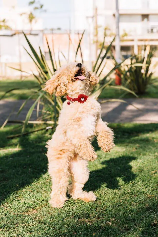 Alt view image 5 of 6 - Blue Small Dog Collar with Bell 2-Pack Bow Tie Puppy Collar with Bells for Boys Flower Kitten Cat Collars for Tiny Little XXS XS XSmall Extra Small Breed Pets Dogs Male, X-Small