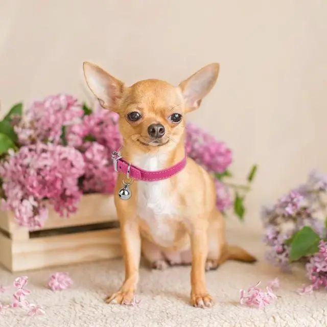 Alt view image 5 of 7 - XXS Dog Collar Teacup Dog Collar, Pink Dog Collars, Teacup Dog Collars for Small Dogs Cats, Pink, 3/8 inch Width | Dog Collars, Teacup Dog Collars for Small Dogs Cats