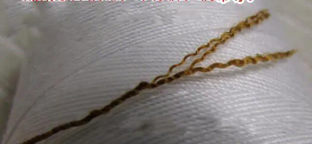 Alt view image 3 of 3 - WellieSTR Heavy Duty 100% Polyester Sewing Thread Brown 20s/3 for Jeans Canvas (Jiang Huang)