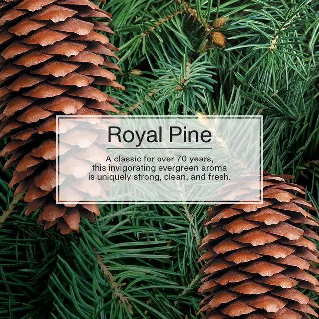 Alt view image 5 of 7 - LITTLE TREES Car Air Freshener | Hanging Paper Tree for Home or Car | Royal Pine | 6 Pack