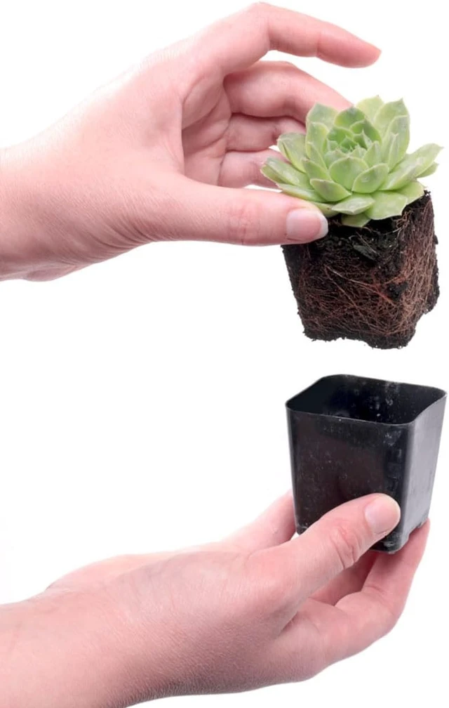 Alt view image 3 of 7 - Hardy Succulent Variety Pack, 12 Frost-Tolerant Live Plants Rooted in 2-Inch Pots for Rock Gardens, Landscaping & DIY