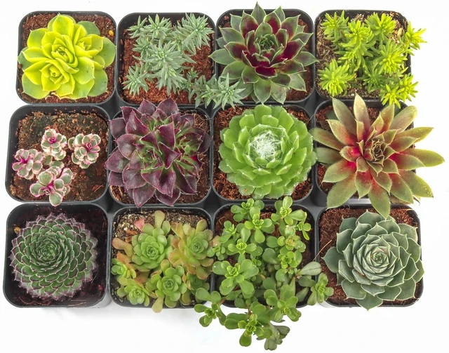 Alt view image 2 of 7 - Hardy Succulent Variety Pack, 12 Frost-Tolerant Live Plants Rooted in 2-Inch Pots for Rock Gardens, Landscaping & DIY