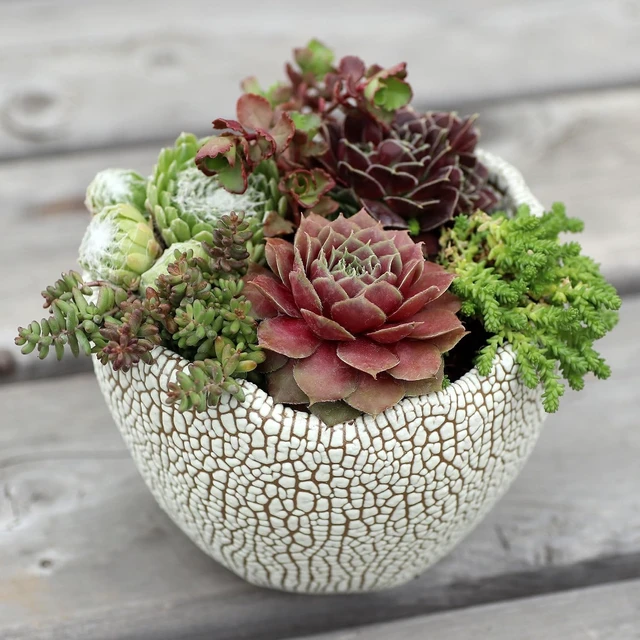Alt view image 5 of 7 - Hardy Succulent Variety Pack, 12 Frost-Tolerant Live Plants Rooted in 2-Inch Pots for Rock Gardens, Landscaping & DIY