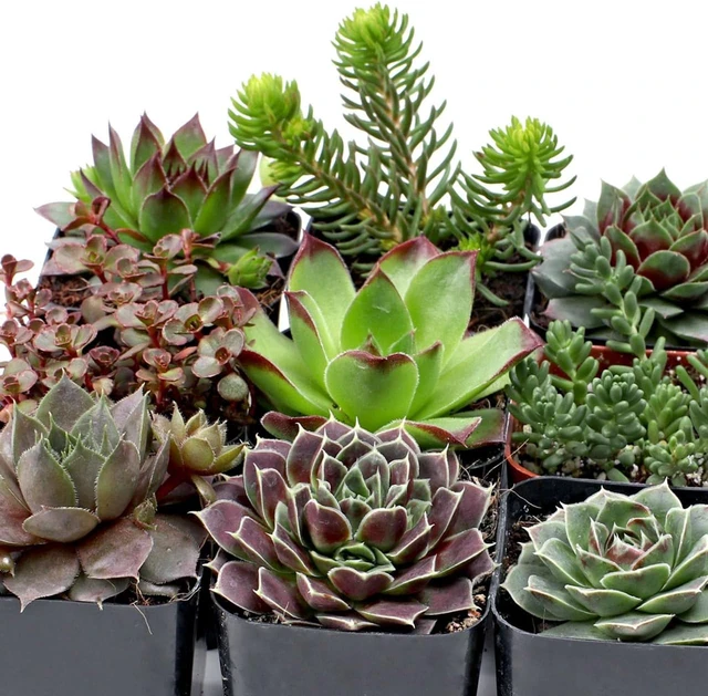 Alt view image 4 of 7 - Hardy Succulent Variety Pack, 12 Frost-Tolerant Live Plants Rooted in 2-Inch Pots for Rock Gardens, Landscaping & DIY