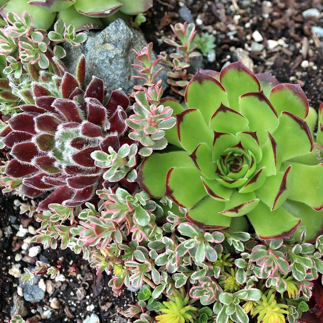 Alt view image 6 of 7 - Hardy Succulent Variety Pack, 12 Frost-Tolerant Live Plants Rooted in 2-Inch Pots for Rock Gardens, Landscaping & DIY