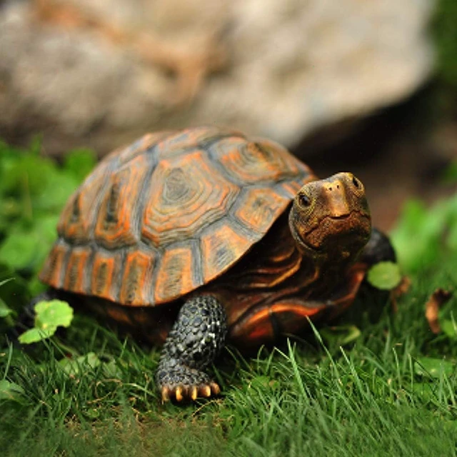 Alt view image 3 of 6 - Polyresin Tortoise Statue, 12 9/10" x 9 2/5" x 5 1/2" 1 Pc