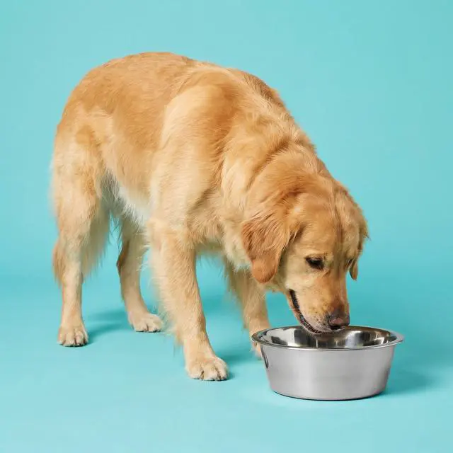 Alt view image 3 of 7 - Vibrant Life Extra Large 38-Cup Stainless Steel Pet Bowl, Silver