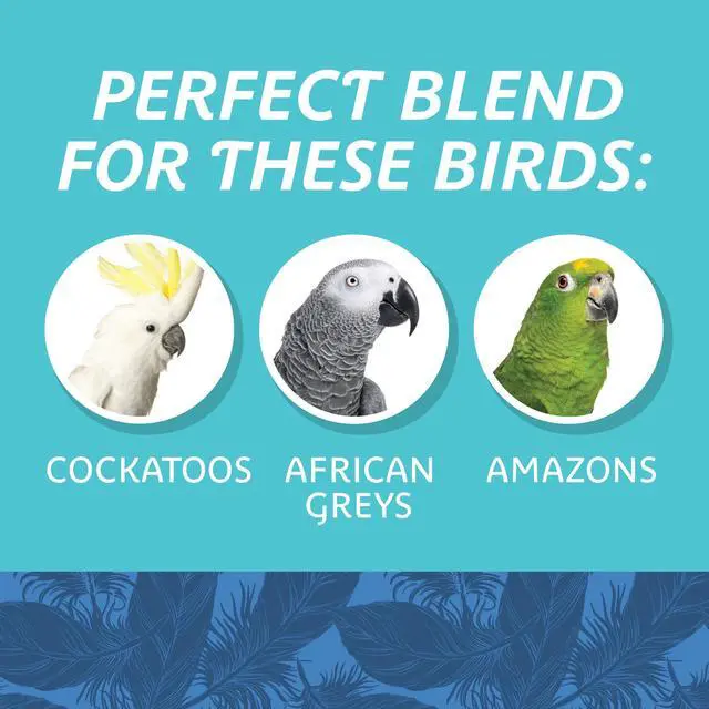 Alt view image 6 of 7 - (2 pack) Pennington Large Bird Everyday Blend Bird Food for Parrots, Cockatoos; 3 lb. Bag