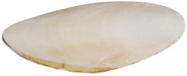 Alt view image 2 of 2 - Prevue Pet Products Bpv1143 Bird Cuttlebone, 5-Inch, Medium
