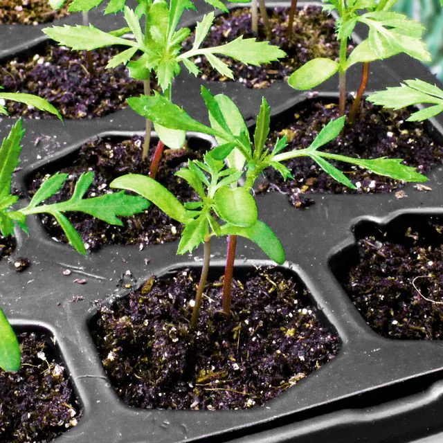 Alt view image 5 of 5 - Ferry Morse Pro-Hex 72-Cell Seed Starting Tray Reusable Plastic