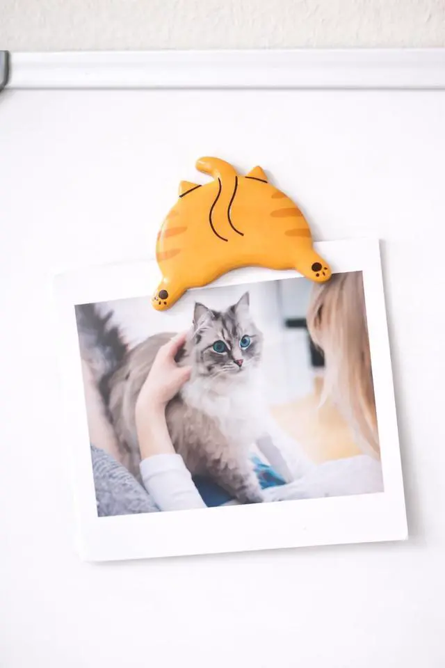Alt view image 7 of 7 - Cat Butt Kitchen Magnets, Office and Locker Décor, Set of 4