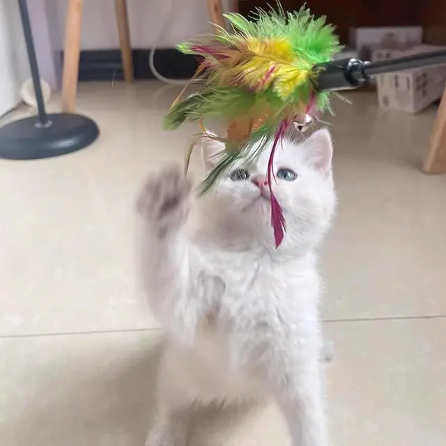 Alt view image 6 of 6 - IUHKBH Cat Wand, 4 PCS Interactive Feather Stick Flexible Kitten Wand Safe Cat Teaser Wand for Indoor, All Breed Sizes