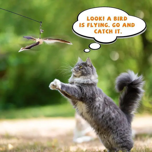 Alt view image 3 of 4 - JXFUKAL Cat Wand Toys, Interactive Cat Toys with 3 Feather Refills, 29'' Flexible Steel Wire, Sturdy Wood Handle & Bell for Kitty Kitten, Cat Toys for Indoor Cats Teaser Cat String Toy