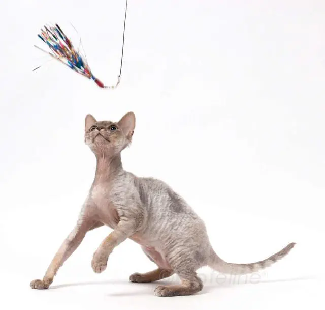Alt view image 2 of 5 - GoCat Da Bird Cat Toy Refill Accessories, Handmade in the USA, Sparkler