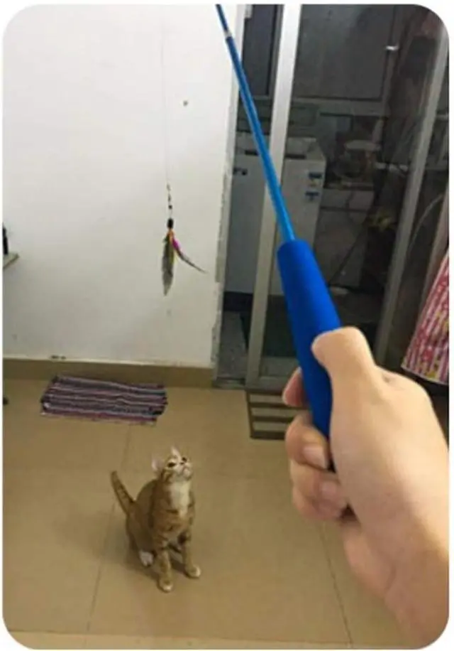 Alt view image 5 of 7 - Retractable Cat Wand - Interactive 3-Section Teaser Toy, Fishing Pole Exerciser for Cats and Kittens (Replacement Not Included)