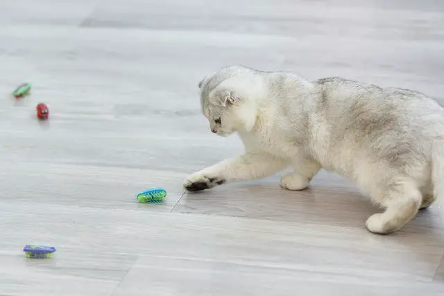 Alt view image 4 of 6 - Cat Toys Teaser InteractiveMini Electronic Robot Beetle Funny cat Toy, Cat Bug Educational Toy for Indoor Cats Kitten Play Chase Exercise2pcs (Beetle+Mouse)
