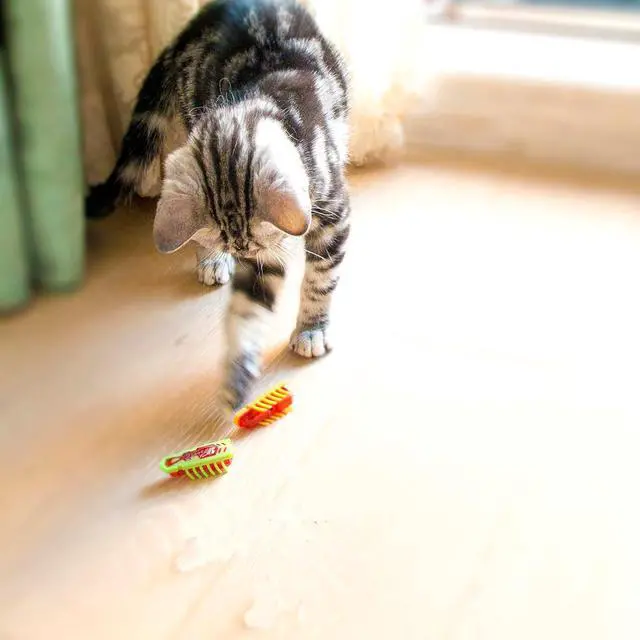 Alt view image 6 of 6 - Cat Toys Teaser InteractiveMini Electronic Robot Beetle Funny cat Toy, Cat Bug Educational Toy for Indoor Cats Kitten Play Chase Exercise2pcs (Beetle+Mouse)