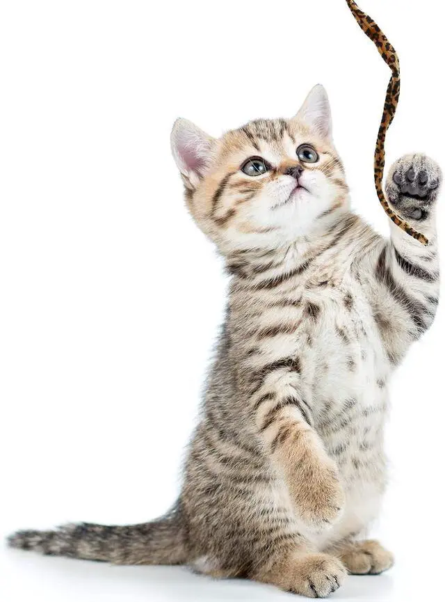 Alt view image 7 of 7 - Sumind 3 Pieces Jungle Cat Wand Toys,Leopard Color