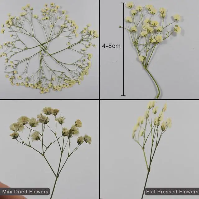 Alt view image 2 of 5 - 50 pcs Real Pressed Dried Flowers Mini White Gypsophila Baby's Breath for Wedding Invitation Resin DIY Art Floral Decors