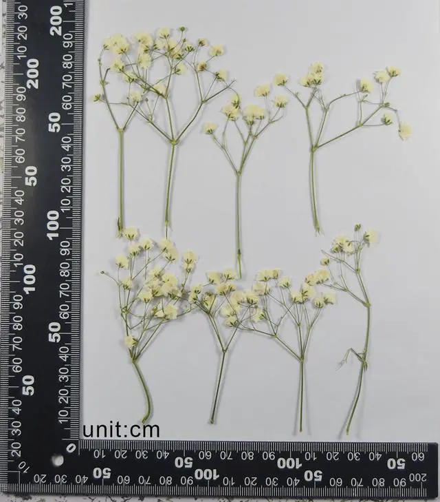 Alt view image 3 of 5 - 50 pcs Real Pressed Dried Flowers Mini White Gypsophila Baby's Breath for Wedding Invitation Resin DIY Art Floral Decors