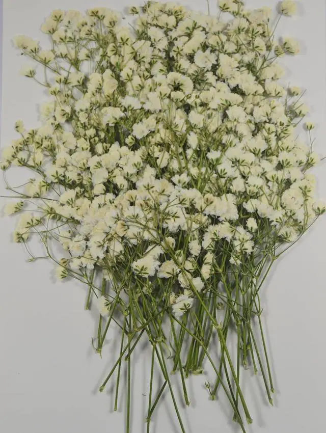 Alt view image 4 of 5 - 50 pcs Real Pressed Dried Flowers Mini White Gypsophila Baby's Breath for Wedding Invitation Resin DIY Art Floral Decors