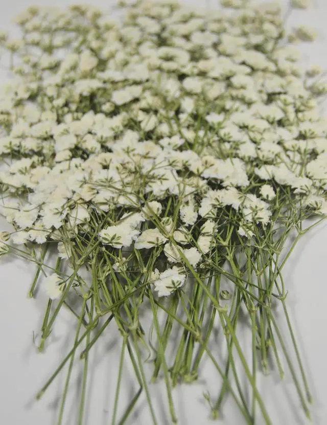 Alt view image 5 of 5 - 50 pcs Real Pressed Dried Flowers Mini White Gypsophila Baby's Breath for Wedding Invitation Resin DIY Art Floral Decors