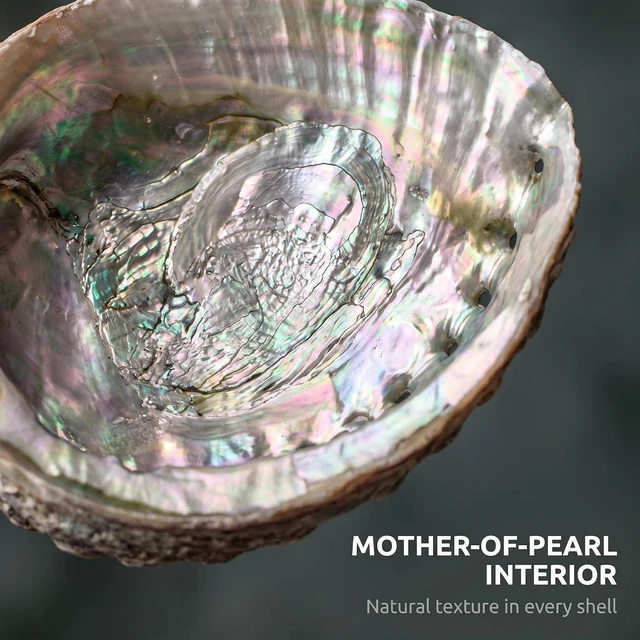 Alt view image 7 of 7 - 2 Pcs Large Abalone Shell Bowl 4-4.5 Inch Colorful Natural Smudge Bowl for Sage Burning and Incense Sea Shell Smudging Bowl for Decor and Display, Incense Holders
