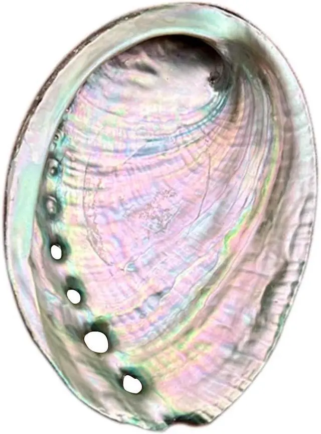 Main image of BRBASAP Large Abalone Shell Bowl 4-4.5 Inch Natural Smudge Bowl for Sage Burning and Incense Sea Shell Smudging Bowl for Decor and Display