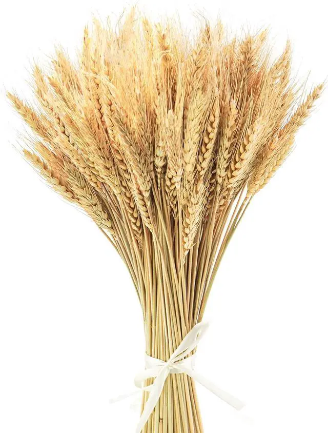 Main image of Uieke 17.7 Inches Dried Wheat Stalks, 100 Stems Dried Flowers 100% Natural Wheat for Home Kitchen Wedding Party Table Centerpiece Harvest Wreath Boho Farmhouse DIY Decoration