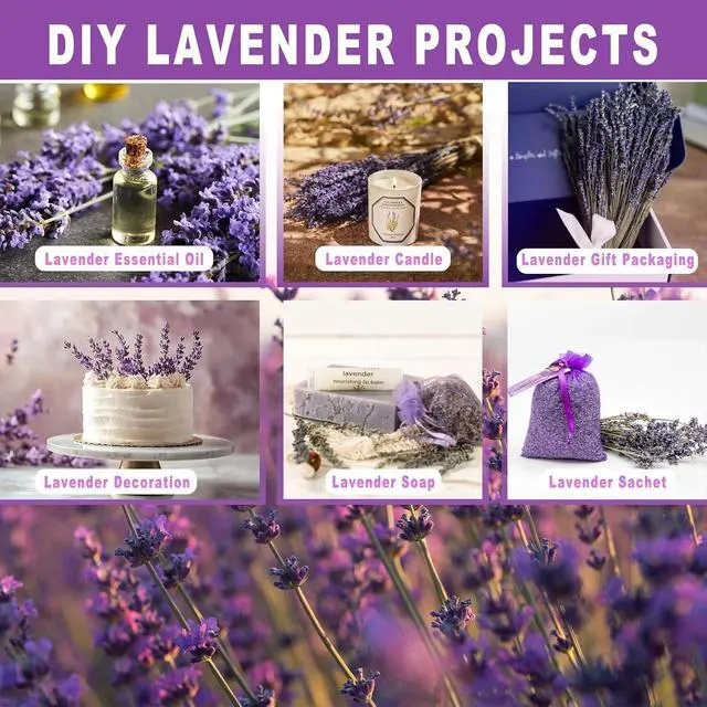 Alt view image 4 of 7 - 350 Stems 2 Bundles Dried Lavender Flowers, 17" Natural Purple Flowers Bouquet, 4.24oz(120g) Dried Lavender Stems for Wedding Home Fragrance Vase Crafts Decor DIY Projects