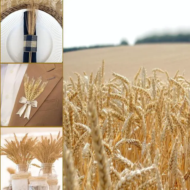 Alt view image 2 of 7 - Uieke 17.7 Inches Dried Wheat Stalks, 100 Stems Dried Flowers 100% Natural Wheat for Home Kitchen Wedding Party Table Centerpiece Harvest Wreath Boho Farmhouse DIY Decoration