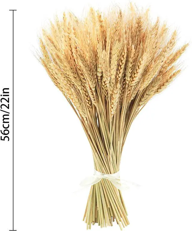 Alt view image 6 of 7 - Uieke 17.7 Inches Dried Wheat Stalks, 100 Stems Dried Flowers 100% Natural Wheat for Home Kitchen Wedding Party Table Centerpiece Harvest Wreath Boho Farmhouse DIY Decoration